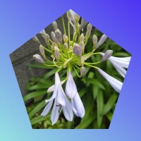 ちえみ