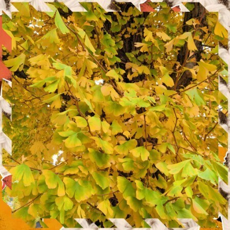 ちえみです　おはようございます^_^