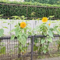 暑中お見舞い申し上げます