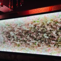 さくら（桜）のお部屋
