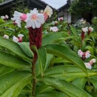 こんばんは(*^▽^*)