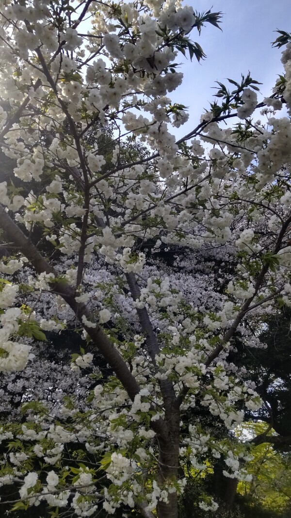 桜