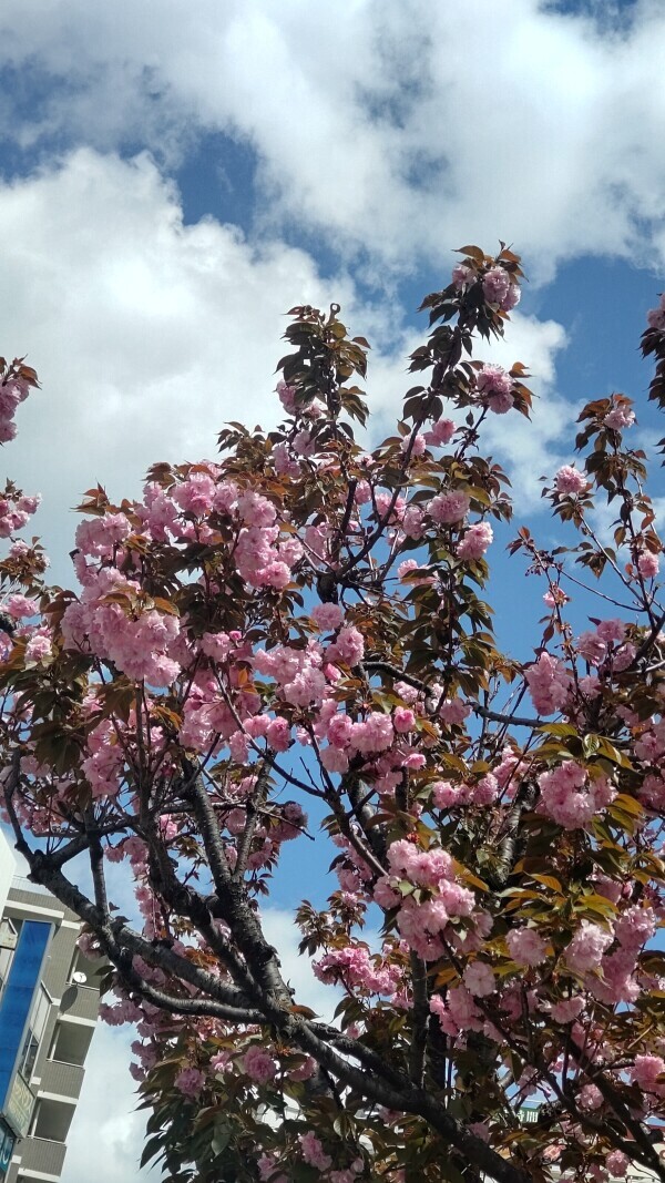八重桜