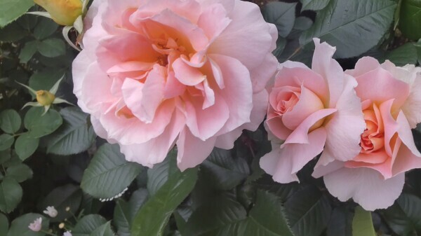 大塚駅前の薔薇