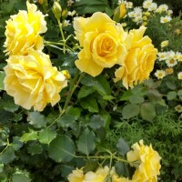 大塚駅前の薔薇