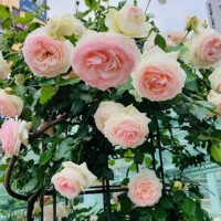 さくらです