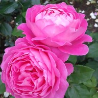 蒸し暑いですね