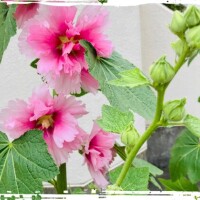 出勤致しました