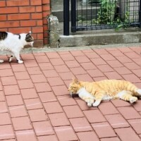 さくらです