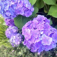 芒種(ぼうしゅ)