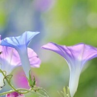 さくら
