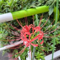 曼珠沙華