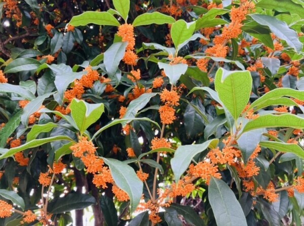 明日、出勤致します