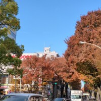 紅葉してきましたね