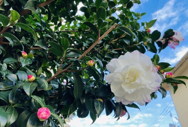 さくら出勤致しました