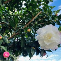 さくら出勤致しました