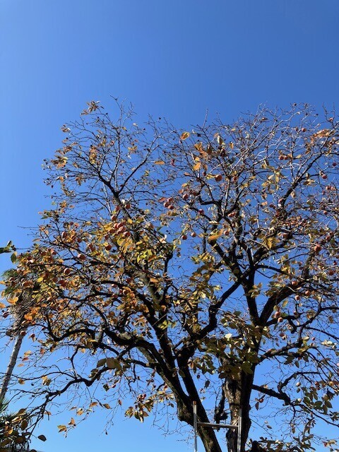 朝から柿の収穫