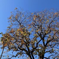 朝から柿の収穫