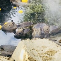 出勤致しました