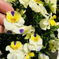 年内にお会い出来て