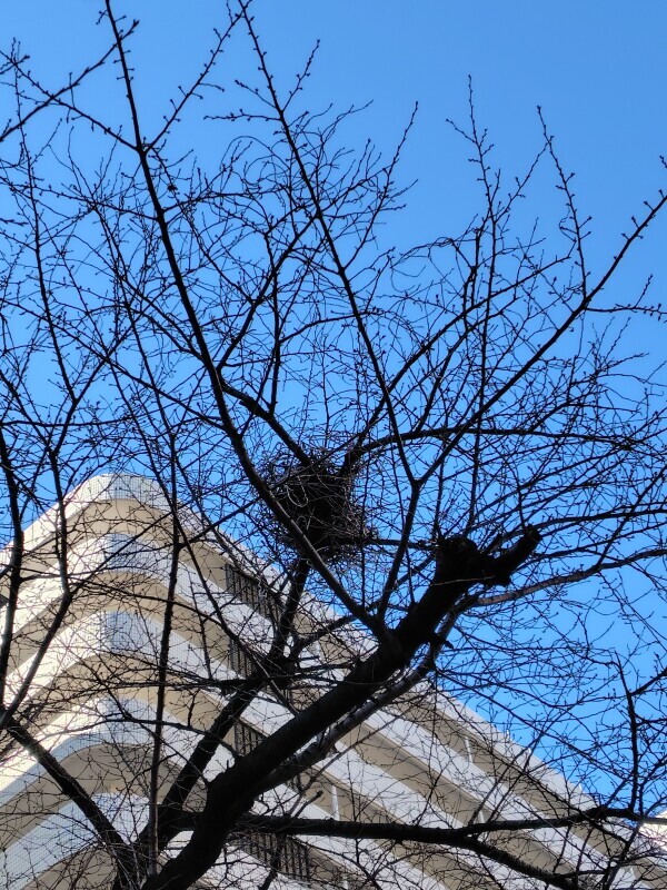 鳥の巣