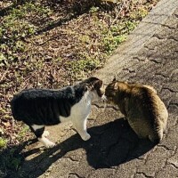 三連休の中日は猫の日