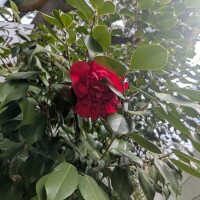 おはようございます(*^^*)