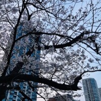 お花見日和
