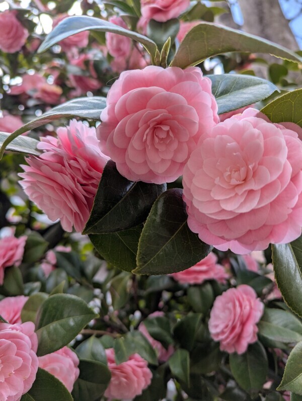 こんばんは(*^▽^*)