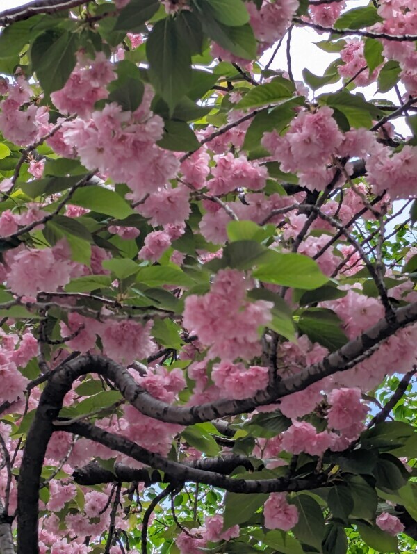 こんばんは(*^▽^*)