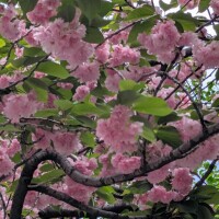 こんばんは(*^▽^*)