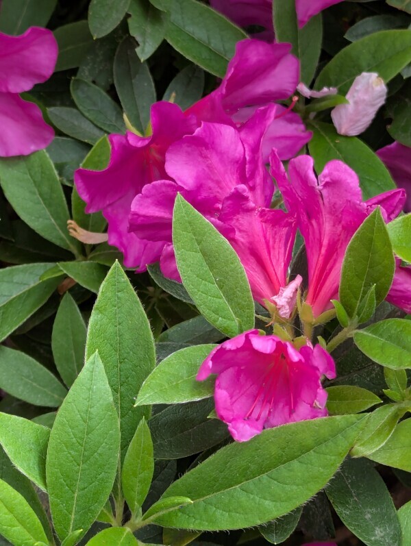 こんばんは(*^▽^*)