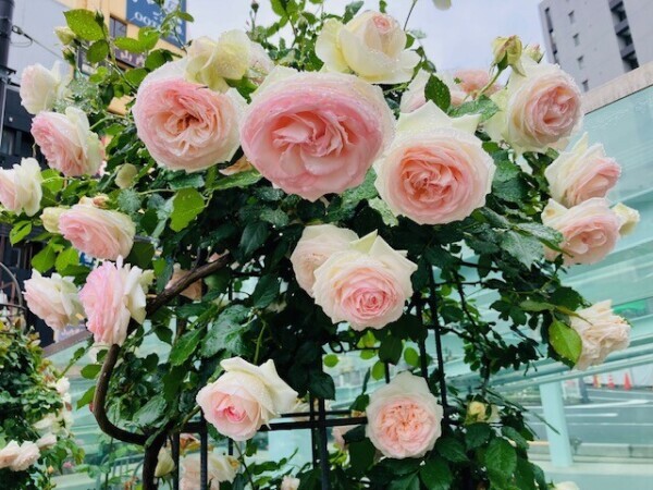 日曜日、出勤追加しました♀