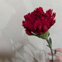 こんばんは(*^▽^*)