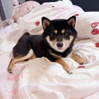 めろ