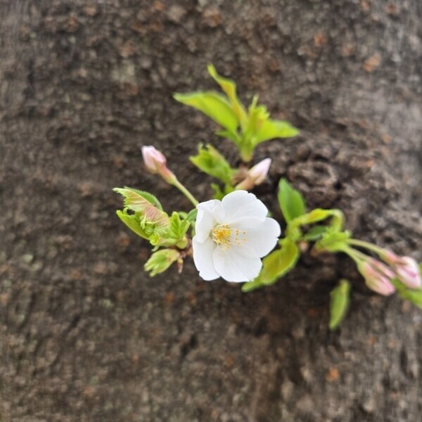 【卒業のご報告】