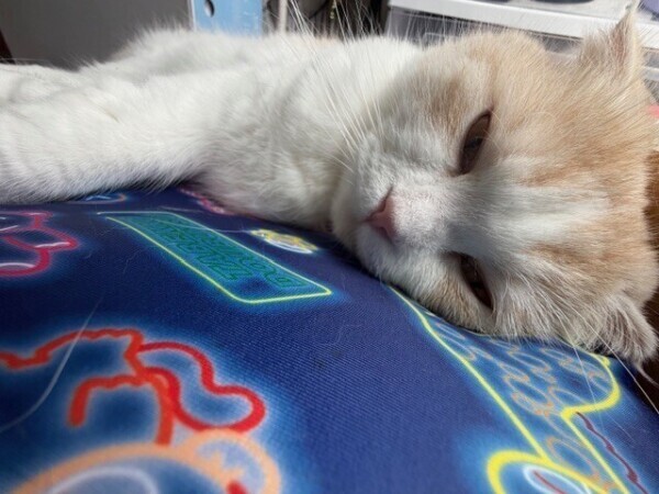 ねむねむにゃんこ(^_  ? _^)?