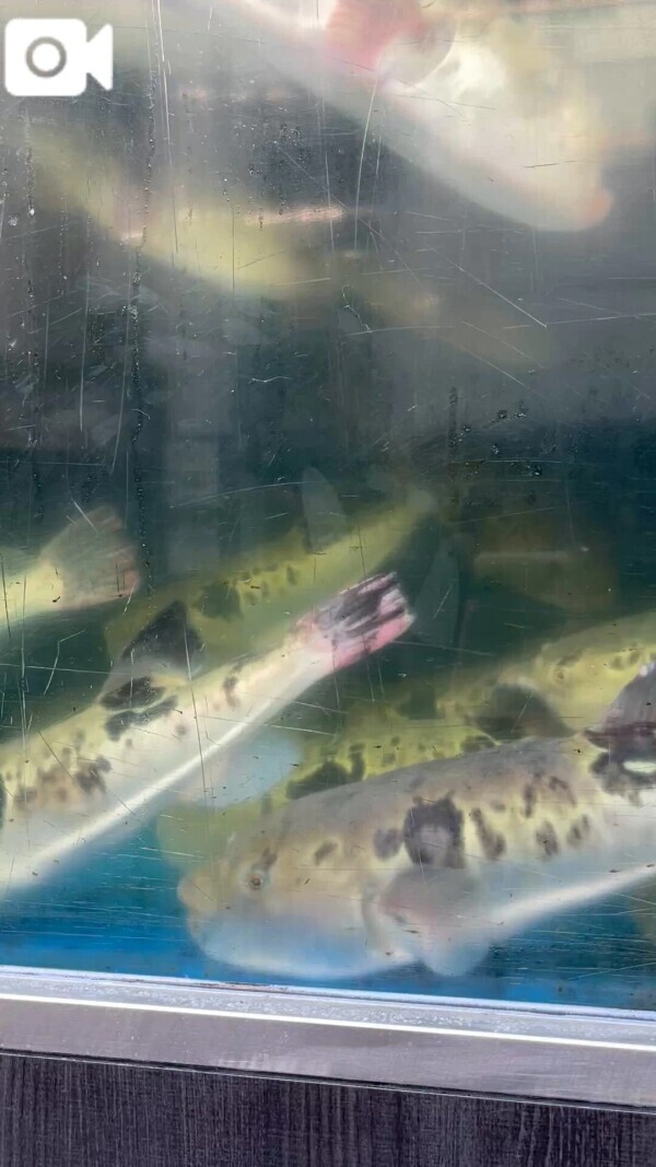 🐟🐟〜〜