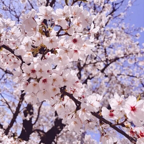 おはよー☀️満開🌸