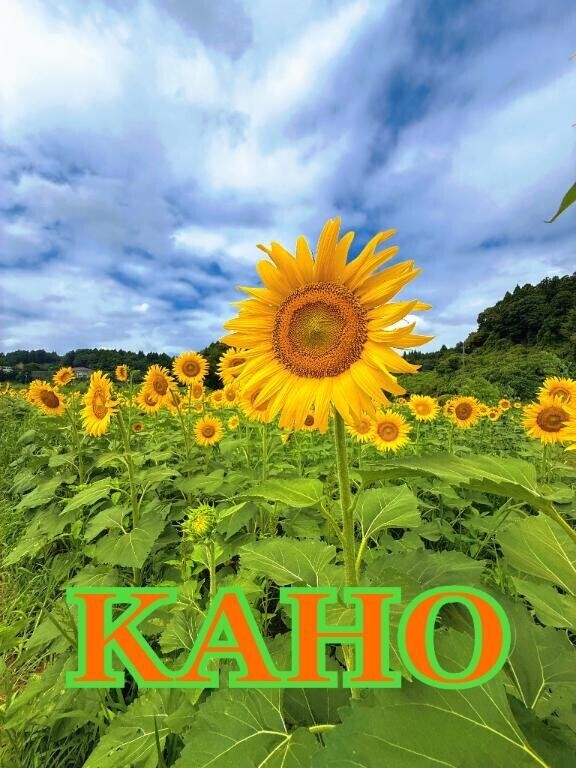 だうん。