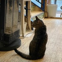 しゅな