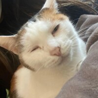 しゅな