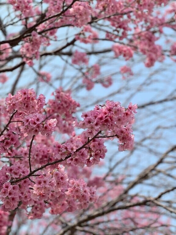 咲いてる??