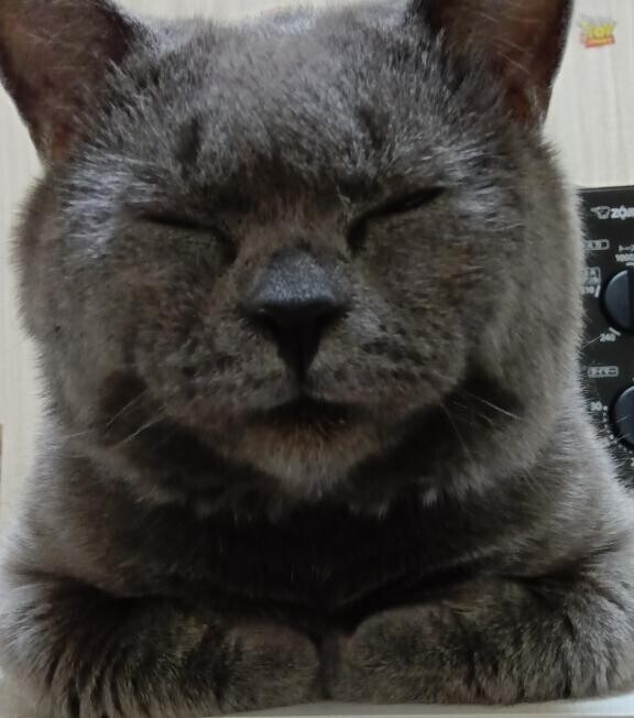 おやすみ?