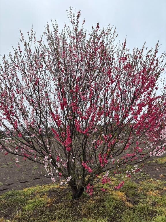 桃の花