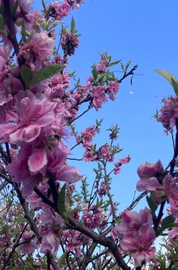 桜と月