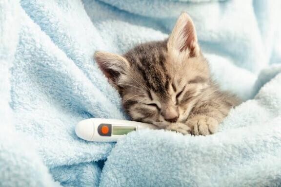 猫ちゃんの平熱は38度???