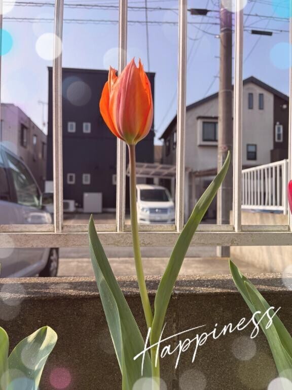 お天気になりましたね??