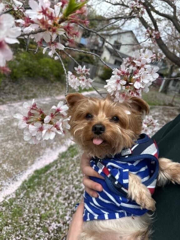 明日は??模様だとか?