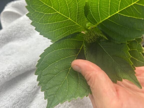 紫陽花を挿し木します